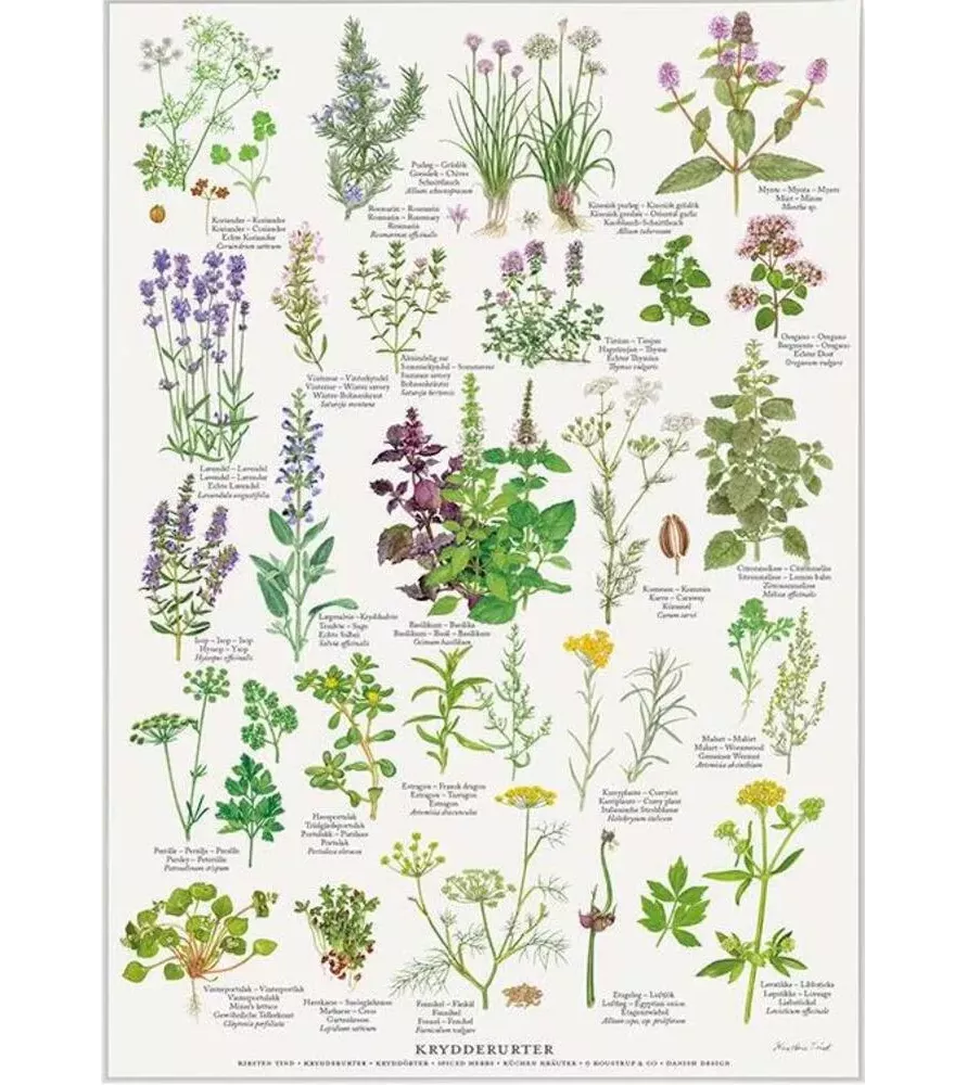 Affiche Herbes Koustrup & Co – 25 plantes nordiques illustrées – disponible chez Assemblez-Moi