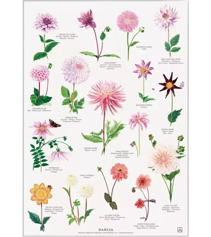 Affiche Dahlia Koustrup & Co – illustration botanique éclatante – disponible chez Assemblez-Moi