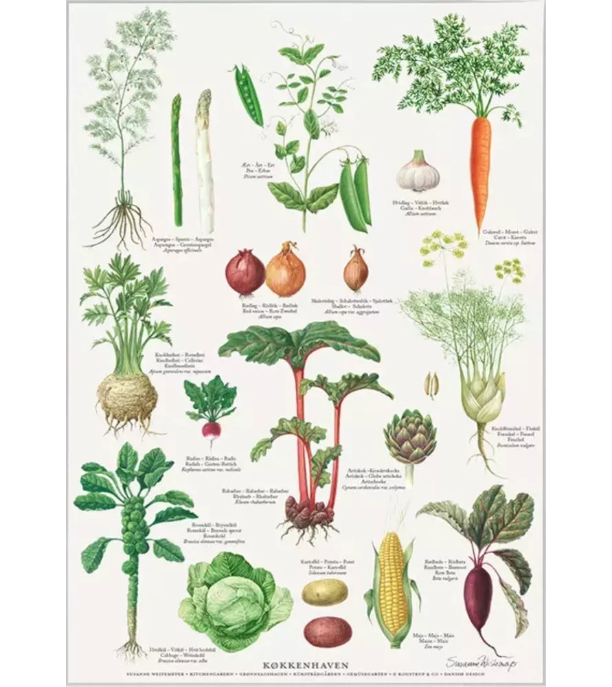 Affiche Potager Koustrup & Co – légumes du jardin illustrés – disponible chez Assemblez-Moi
